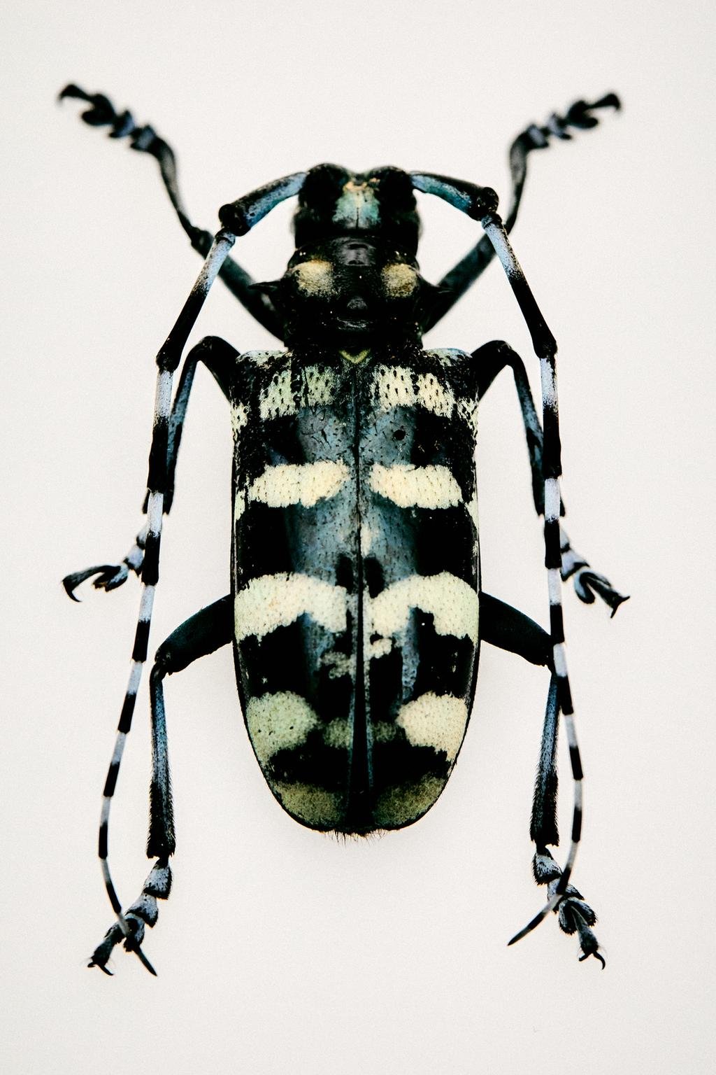 NIGHT POUR HOMME II EDP 100 ML (3.4 FL. OZ)